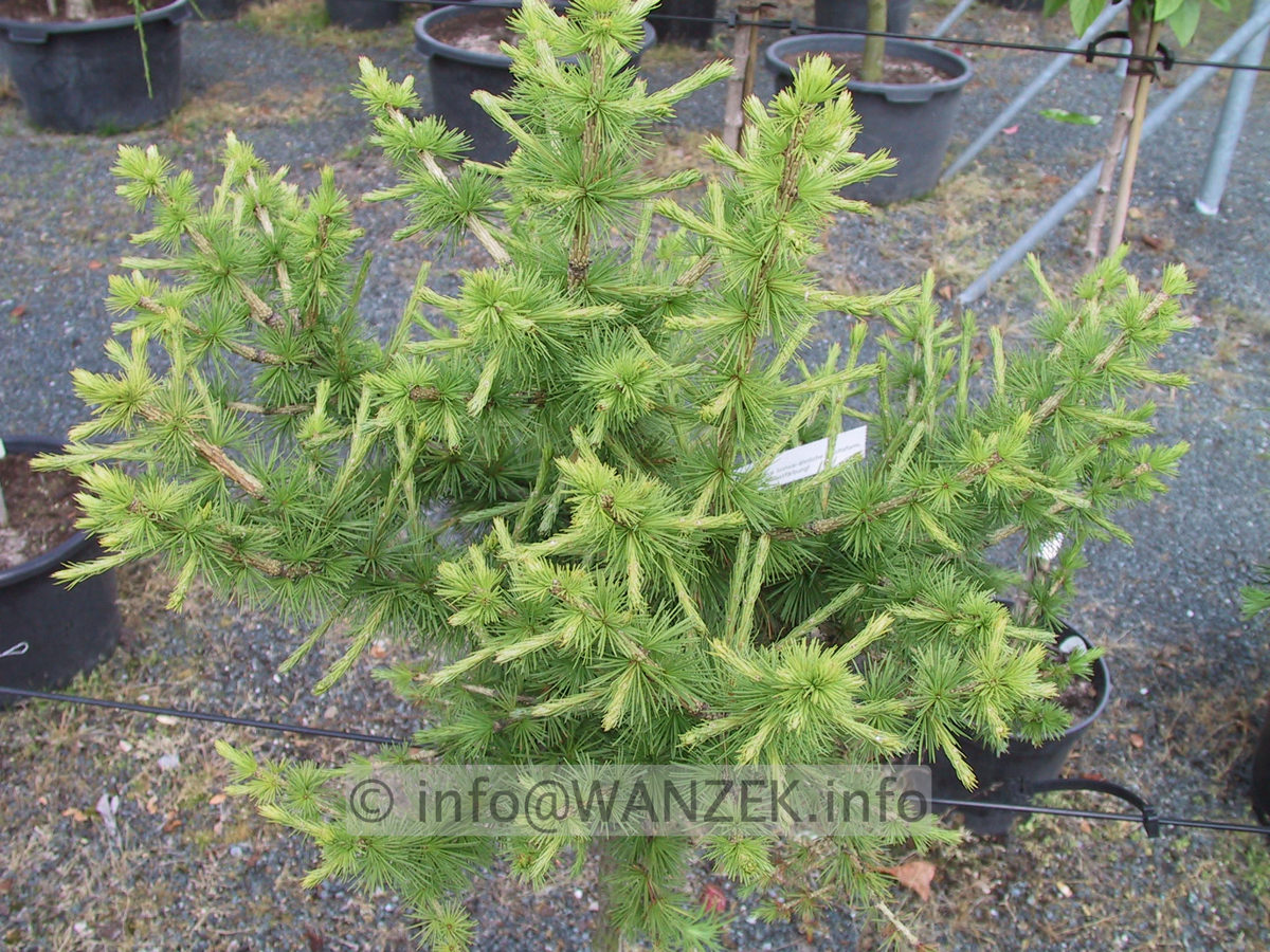 Larix decidua Globus 03.JPG